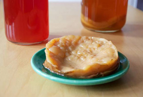 kombucha-scoby